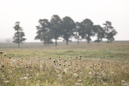 Beautiful misty summer meadow in rural Latvia. Natural scenery during morning.の写真素材