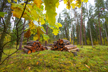 Moody autumn scenery with colorful leaves in overcast day. Natural fall season landscape of...