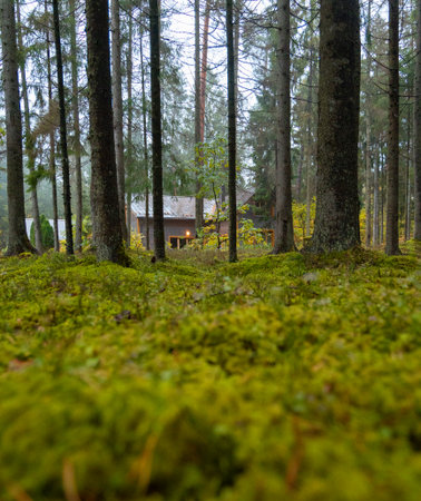 Beautiful details of moody autumn forest in Latvia. Natural fall season scenery of woodlands in...