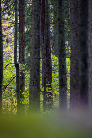 Beautiful details of moody autumn forest in Latvia. Natural fall season scenery of woodlands in...