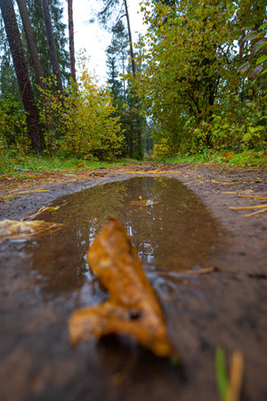 Beautiful small forest road surrounded by autumn nature. Natural fall season scenery in Latvia, Northern Europe.の写真素材