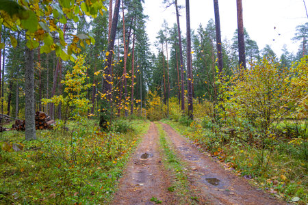 Beautiful small forest road surrounded by autumn nature. Natural fall season scenery in Latvia,...