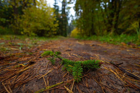 Beautiful small forest road surrounded by autumn nature. Natural fall season scenery in Latvia, Northern Europe.の写真素材