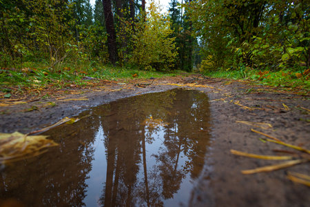 Beautiful small forest road surrounded by autumn nature. Natural fall season scenery in Latvia, Northern Europe.の写真素材