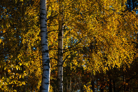 Beautiful sunny autumn day in the woodlands of Latvia. Trees with colorful leaves.