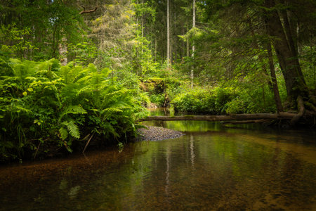 A small river stream flowing through the forest with lush green grass on the banks. Natural scenery of summer in Latvia.の写真素材