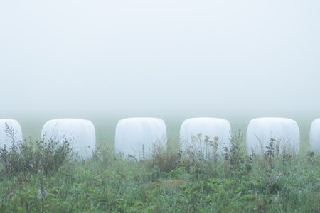 Beautiful misty summer meadow in rural Latvia. Natural scenery during morning.の写真素材