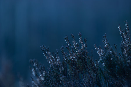 Delicat branches of native bush in Southern Sweden woodlands neat the forest lake. Natural springtime scenery of Scandinavia.の写真素材