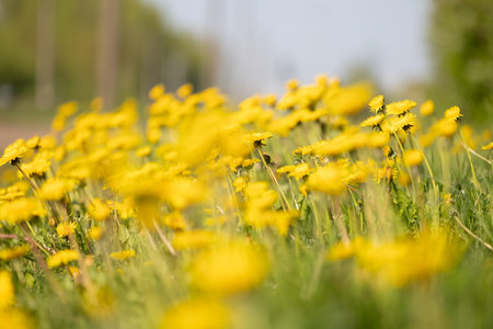 Beautiful yellow dandelions blooming in the sunny spring meadow. Natural springtime scenery of...