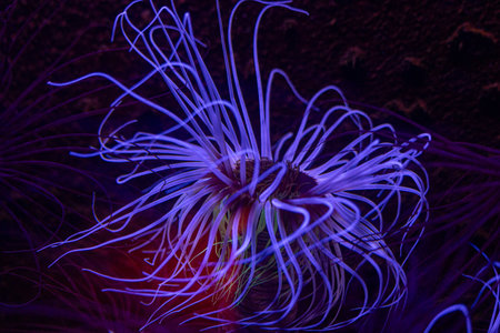 Beautiful blue sea anemones growing in the aquarium in Germany. Underwater scenery.の写真素材
