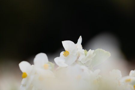 Beautiful white flowers blooming in the autumn garden. Park in Dusseldorf, Germany.の写真素材