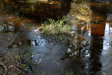 A beautiful frown water surface in the spring forest of Scandinavia. Natural outdoors scenery of...