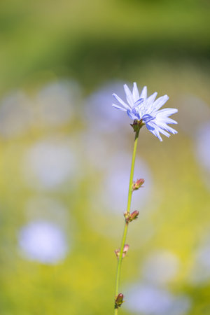 Beautiful blue flowers of common chicory plant growing in the meadow. Beautiful Summer scenery of Latvia, Northern Europe.の写真素材