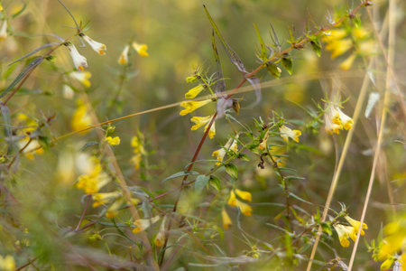 A beautiful yellow flowers of common cow-wheat plant growing in the forest. Beautiful Summer scenery of Latvia, Northern Europe.の写真素材