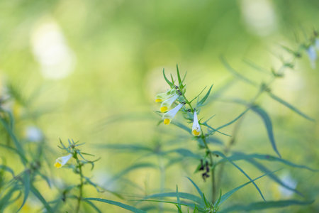 A beautiful yellow flowers of common cow-wheat plant growing in the forest. Beautiful Summer scenery of Latvia, Northern Europe.の写真素材