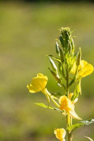Bright yellow flowers of common evening-primrose plant growing in the meadow. Beautiful Summer...