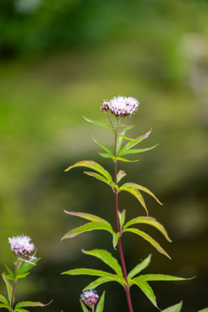 Purple hemp-agrimony flowers blooming near the pond. Beautiful summer scenery of Latvia, Northern...