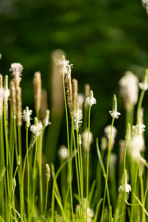 Small flowers of hoary plantain blooming in the meadow. Beautiful Summer scenery of Latvia, Northern Europe.の写真素材