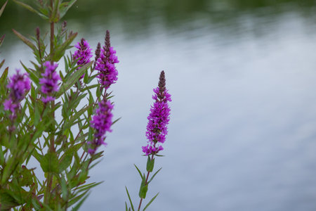 Purple loosestrife flowers blooming near the water. Beautiful Summer scenery of Latvia, Northern...