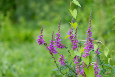 Purple loosestrife flowers blooming near the water. Beautiful Summer scenery of Latvia, Northern...
