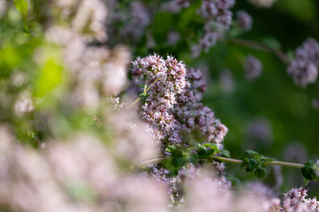 Purple, scented flowers of oregano plant growing in the garden. Beautiful summer scenery of Latvia, Northern Europe.の写真素材