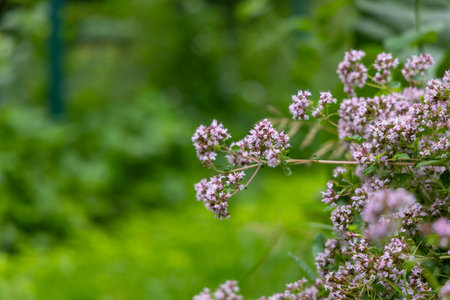 Purple, scented flowers of oregano plant growing in the garden. Beautiful summer scenery of Latvia, Northern Europe.の写真素材