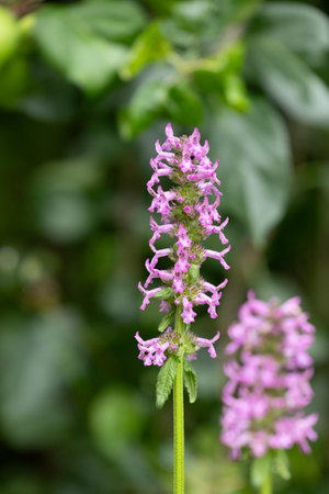 Purple wildflower blooming in a forest meadow. Beautiful Summer scenery of Latvia, Northern Europe.の写真素材