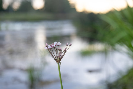 White wildflowers blooming in the meadow. Beautiful summer scenery of Latvia, Northern Europe.の写真素材