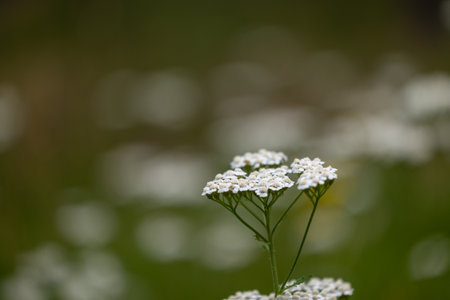 White yarrow flowers blooming in the meadow. Bitter medicinal tea herb. Beautiful Summer scenery of...
