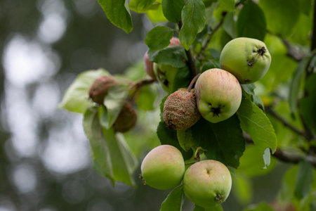 Organic apples growing in the summer orchard, one of them rotten. Beautiful summer scenery of Latvia, Northern Europe.の写真素材