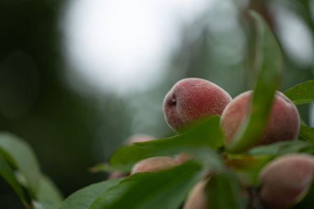 Fresh, sweet peaches growing in the summer garden. Beautiful summer scenery of Latvia, Northern Europe.の写真素材