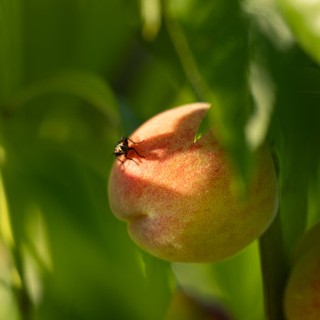 Fresh, sweet peaches growing in the summer garden in a sunny day. Beautiful summer scenery of Latvia, Northern Europe.の写真素材