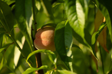 Fresh, sweet peaches growing in the summer garden in a sunny day. Beautiful summer scenery of Latvia, Northern Europe.の写真素材