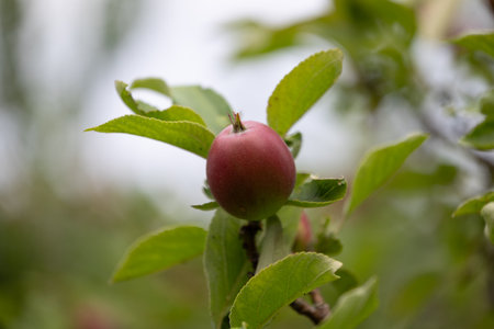 Organic red apples growing in the summer orchard. Beautiful summer scenery of Latvia, Northern Europe.の写真素材