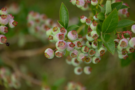 Green, unripe organic blueberries growing in the garden. Beautiful summer scenery of Latvia, Northern Europe.の写真素材