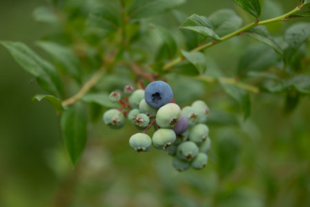 Green, unripe organic blueberries growing in the garden. Beautiful summer scenery of Latvia, Northern Europe.の写真素材