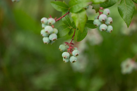 Green, unripe organic blueberries growing in the garden. Beautiful summer scenery of Latvia, Northern Europe.の写真素材
