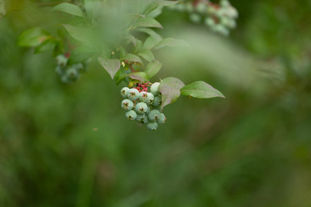 Green, unripe organic blueberries growing in the garden. Beautiful summer scenery of Latvia, Northern Europe.の写真素材