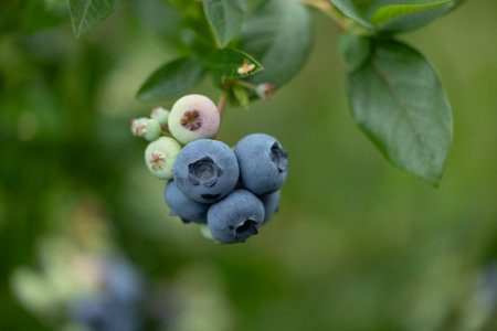 Close-up of organic blueberries in the garden. Beautiful summer scenery of Latvia, Northern Europe.の写真素材