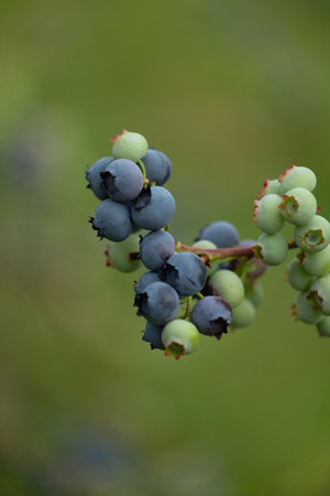 Vertical picture of organic blueberries growing in the garden. Beautiful summer scenery of Latvia, Northern Europe.の写真素材