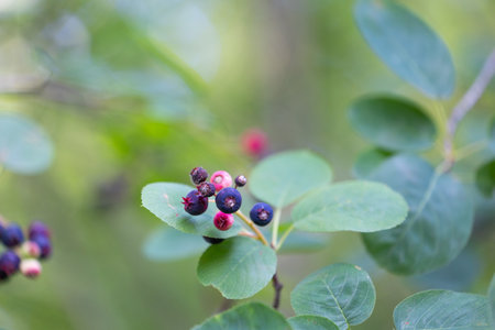 Beautiful saskatoon berries in the forest. Dwarf serviceberry, shadbush, juneberry. Beautiful summer...