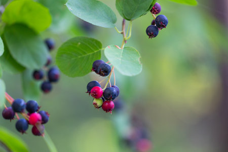 Beautiful saskatoon berries in the forest. Dwarf serviceberry, shadbush, juneberry. Beautiful summer scenery of Latvia, Northern Europe.の写真素材