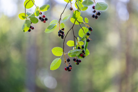 Beautiful saskatoon berries in the sunny forest. Dwarf serviceberry, shadbush, juneberry. Beautiful summer scenery of Latvia, Northern Europe.の写真素材