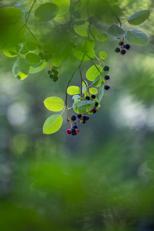 Beautiful saskatoon berries in the sunny forest. Dwarf serviceberry, shadbush, juneberry. Beautiful...