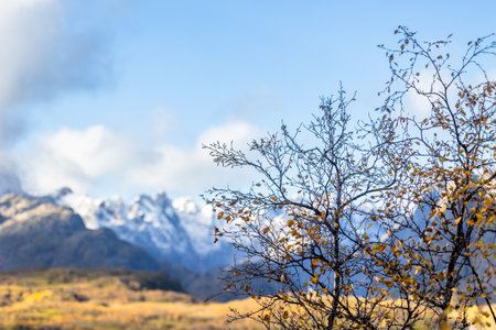 Beautiful golden birch tree in autumn colors growing near fjords in Lofoten Islands, Norway in a fall day. Seasonal scenery of Scandinavia.の写真素材