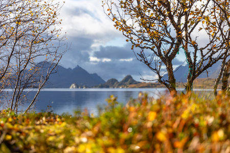 Beautiful golden birch tree in autumn colors growing near fjords in Lofoten Islands, Norway in a fall day. Seasonal scenery of Scandinavia.の写真素材