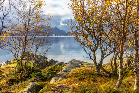 Beautiful golden birch tree in autumn colors growing near fjords in Lofoten Islands, Norway in a fall day. Seasonal scenery of Scandinavia.の写真素材