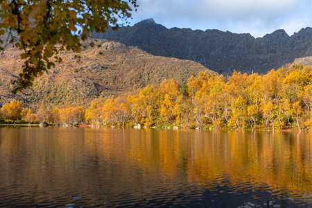 Beautiful golden birch tree reflections in the mountain lake in Lofoten Islands, Norway in sunny...