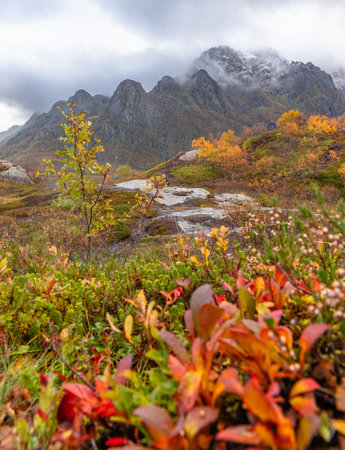 Bright autumn foliage near fjords in Lofoten islands, Norway. Sunny autumn day in tundra. Seasonal scenery of Scandinavia.の写真素材