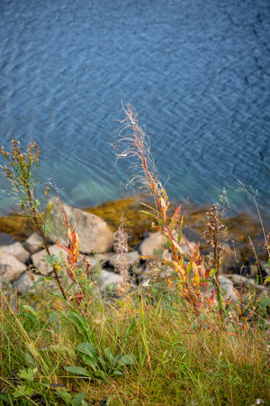 Beautiful rocky shore landscape at fjords in Lofoten islands, Norway in sunny autumn day. Seasonal scenery of Scandinavia.の写真素材